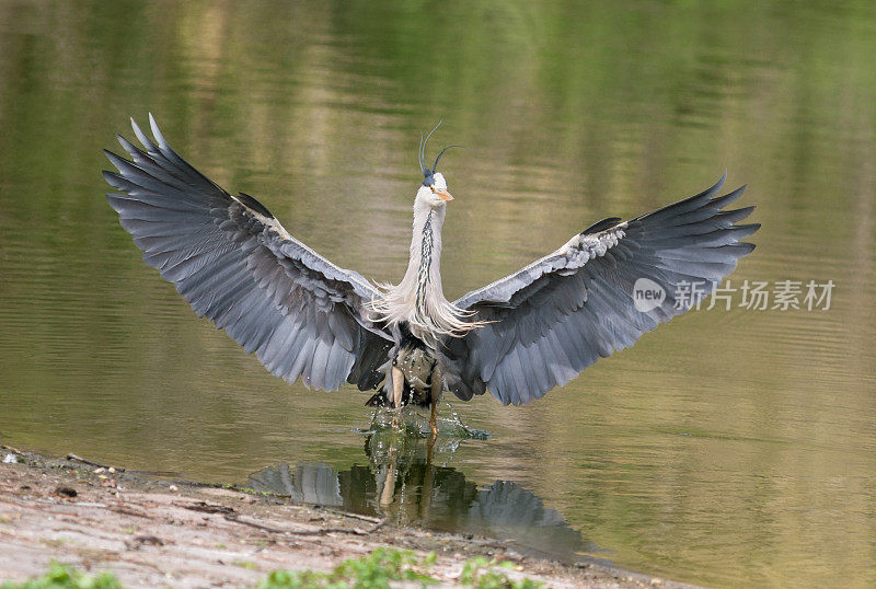 苍鹭(Ardea cinerea)展开翅膀